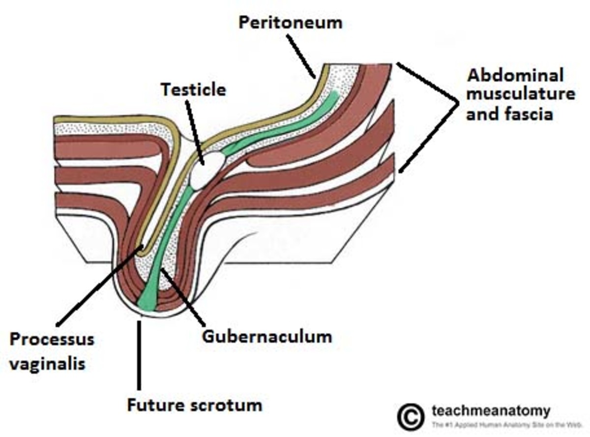This diagram shows the descent of the testicle through the inguinal canal.