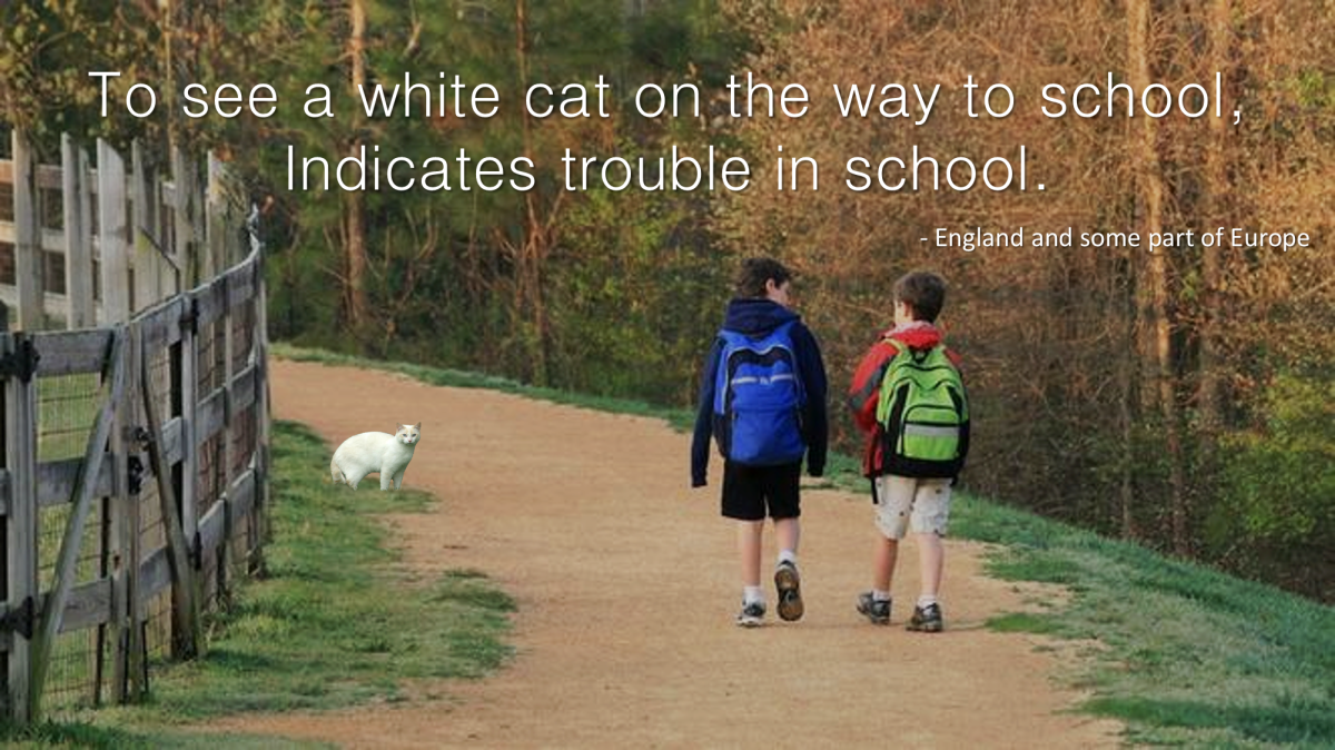 10-superstitions-about-white-cats