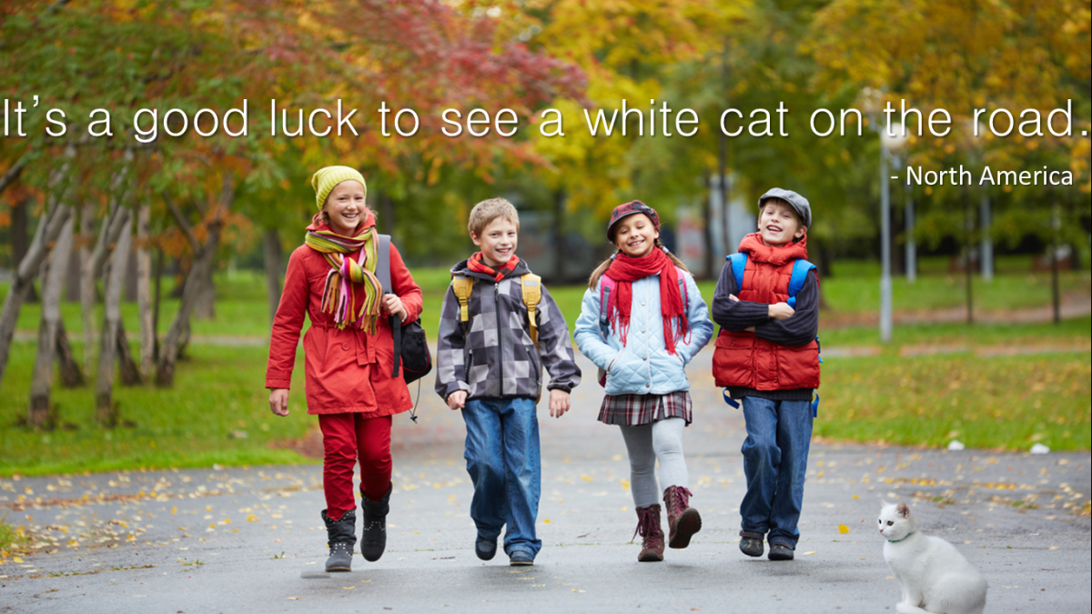 10-superstitions-about-white-cats