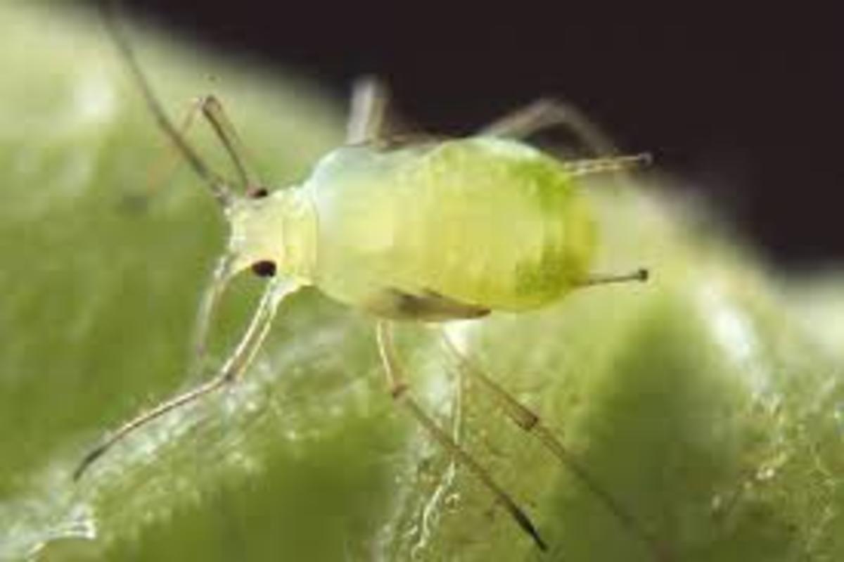 Fortunately, rosemary does not have many pests. If you find any aphids munching on your leaves, spray them with water, insecticidal soap, or a neem oil solution if you want a more environment friendly option,