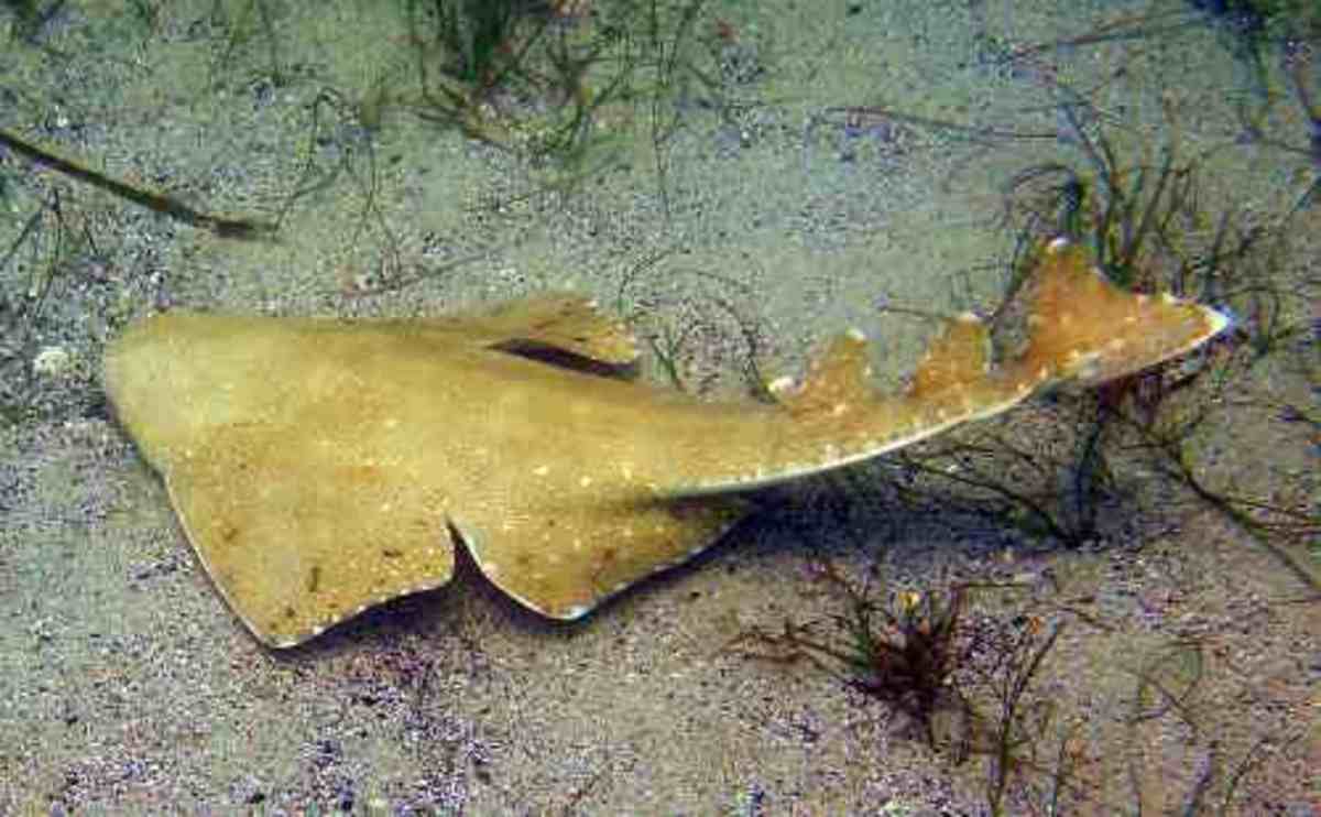  An angelshark pretending to be a ray?