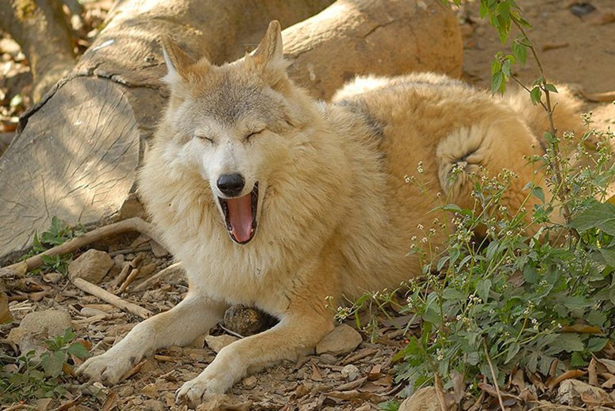 Tibetan Wolf