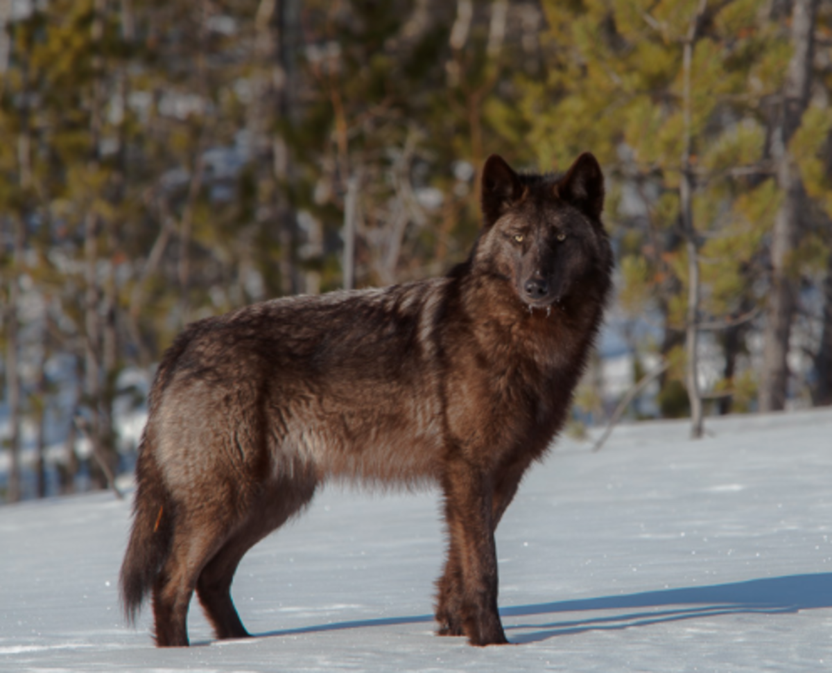Yukon wolf
