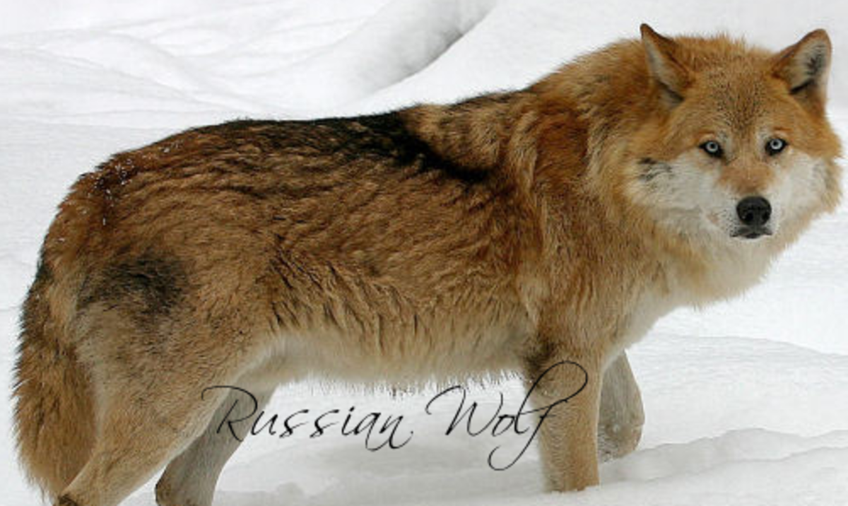 Russian Wolf 