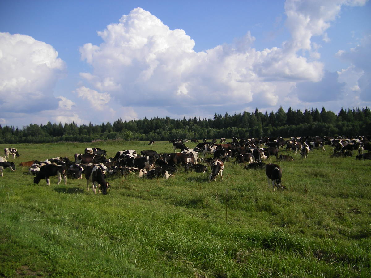 A cattle field. Land that can be reclaimed with forests as cultured meat becomes the norm.