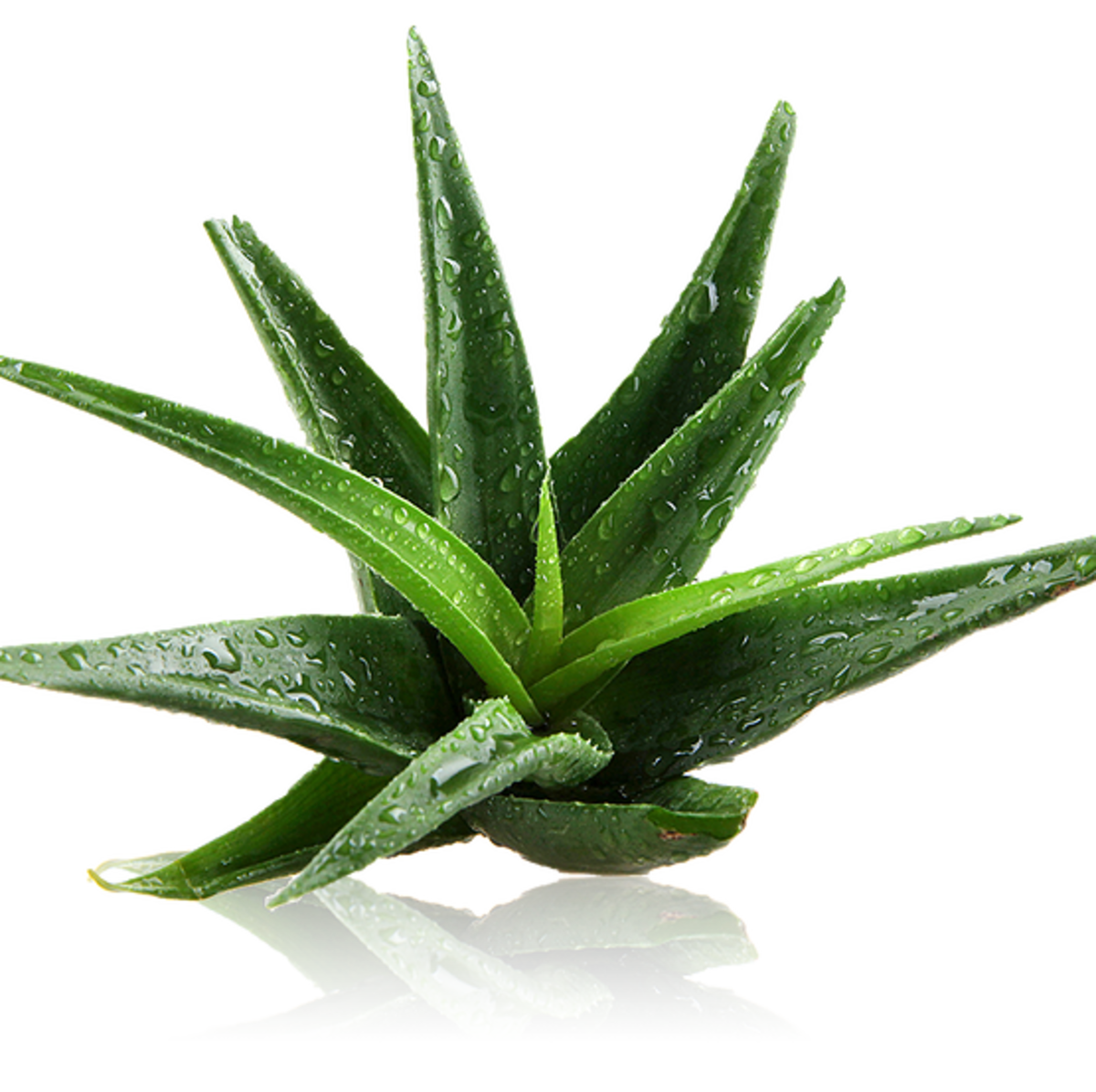 Aloe is great for sunburn and rashes.