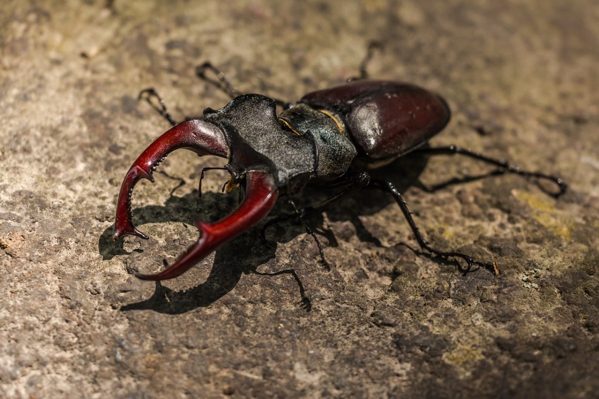 Insects like this amazing stag beetle live on the ground