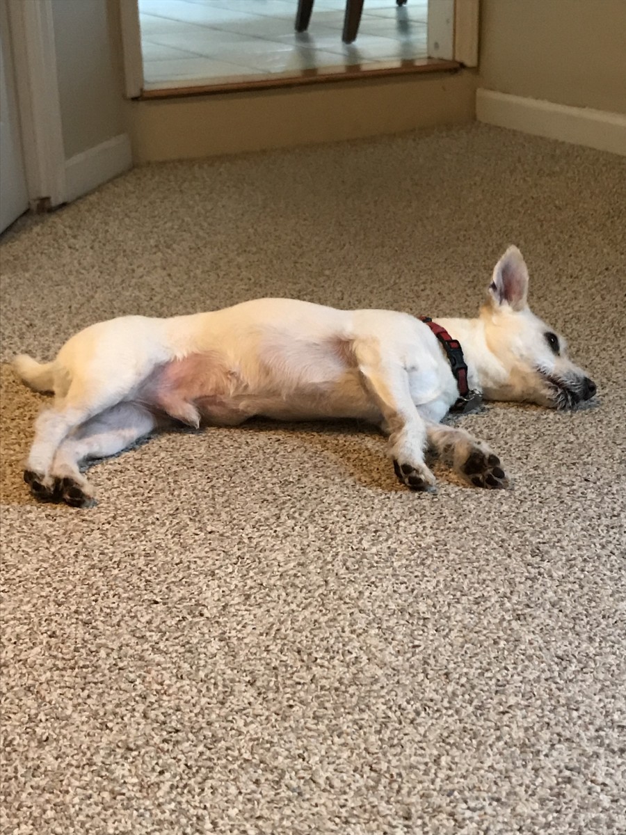 My Jack Russell Westie Mix tired from our workout. 
