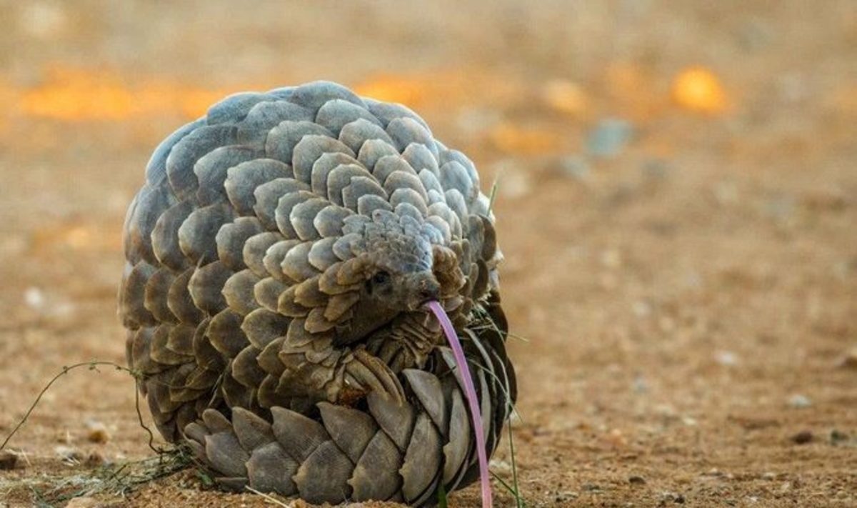 25-most-amazing-and-unusual-animals-on-earth-part-2