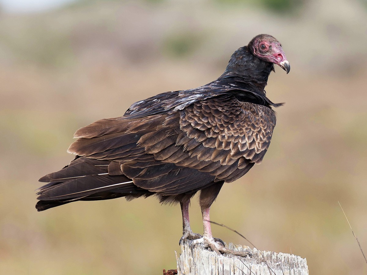 The turkey vulture, the real life carcass mutilator.