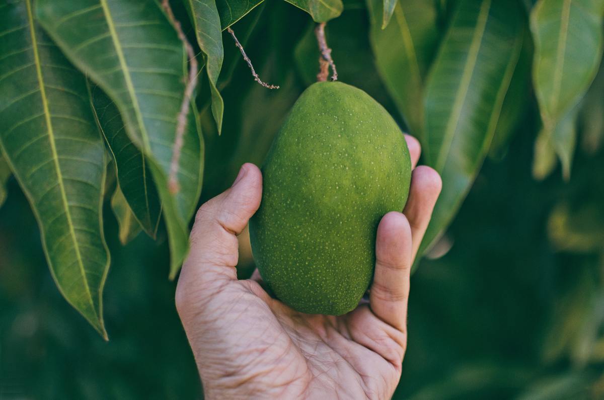 The Amazing Benefits of Mango, Tulsi, Neem, Guava, Papaya, Soursop and Moringa Leaves for Skin and Hair