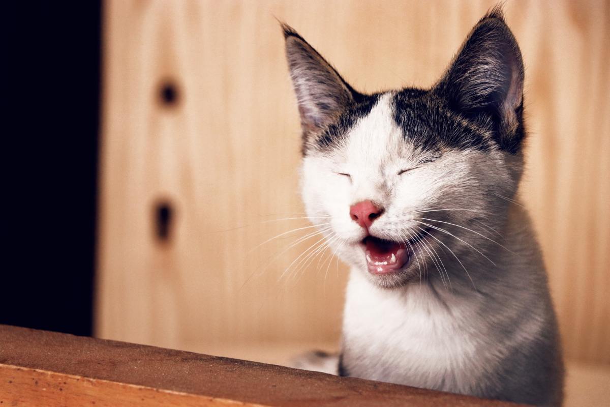 Laughing Kitty is amused.  