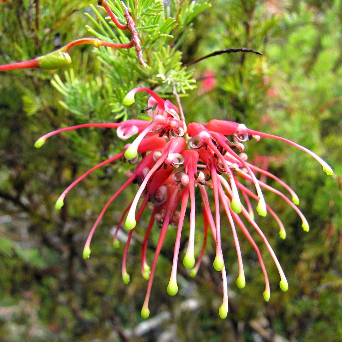 Rosemary Grevillea Protea Flower (Grevillea Rosmarinifolia) 