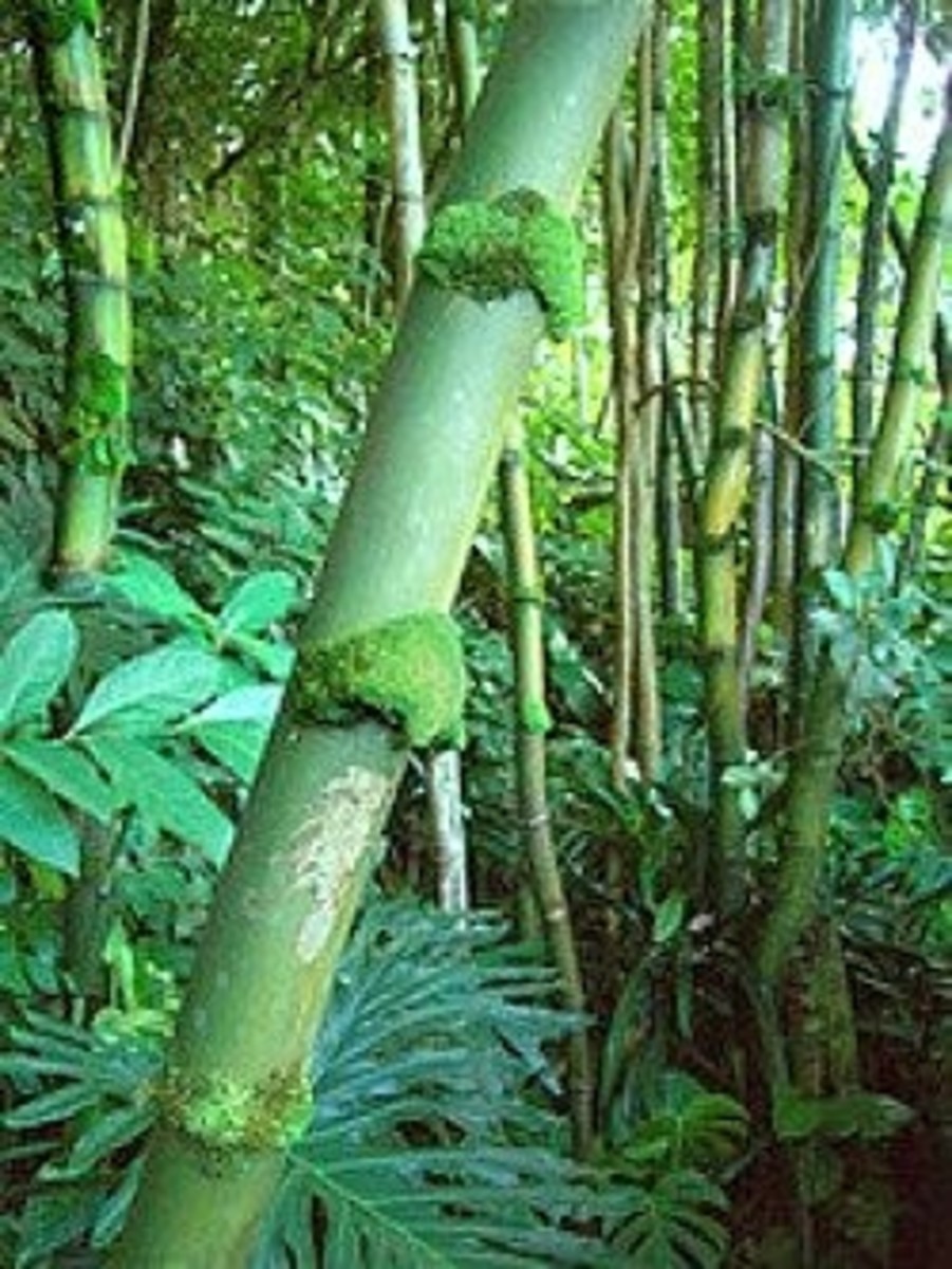 Hawaii Tropical Gardens Bamboo Forest