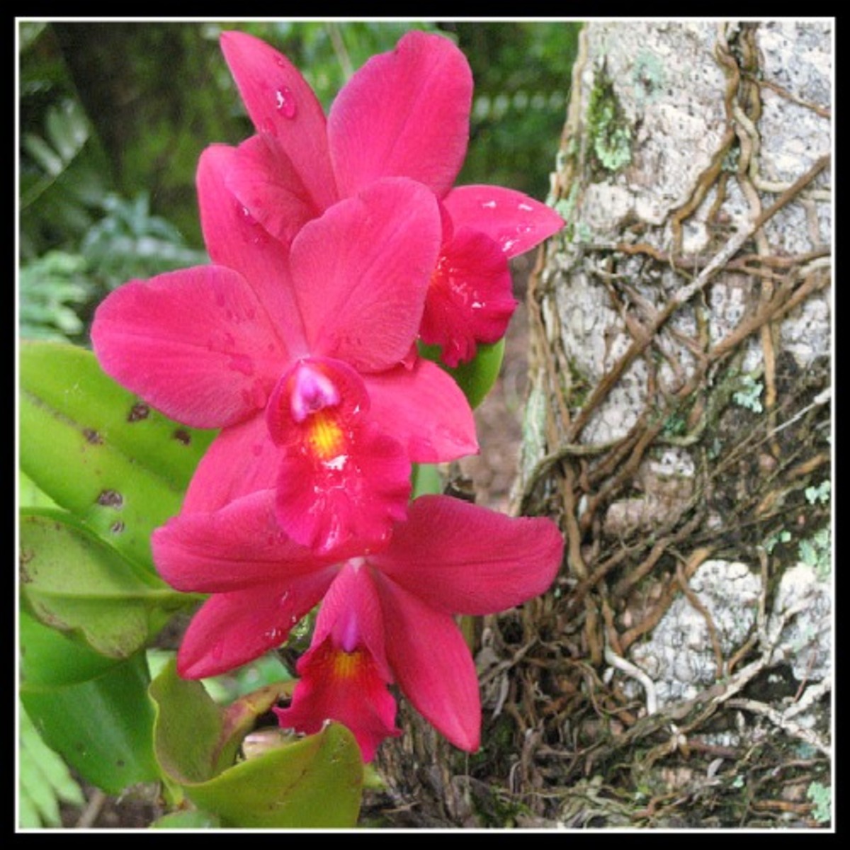 Orchids Growing on Tree