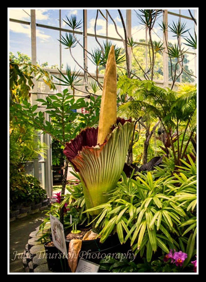 Corpse Flower (Titan Arum) - The world's largest flower and perhaps one of the world's stinkiest.