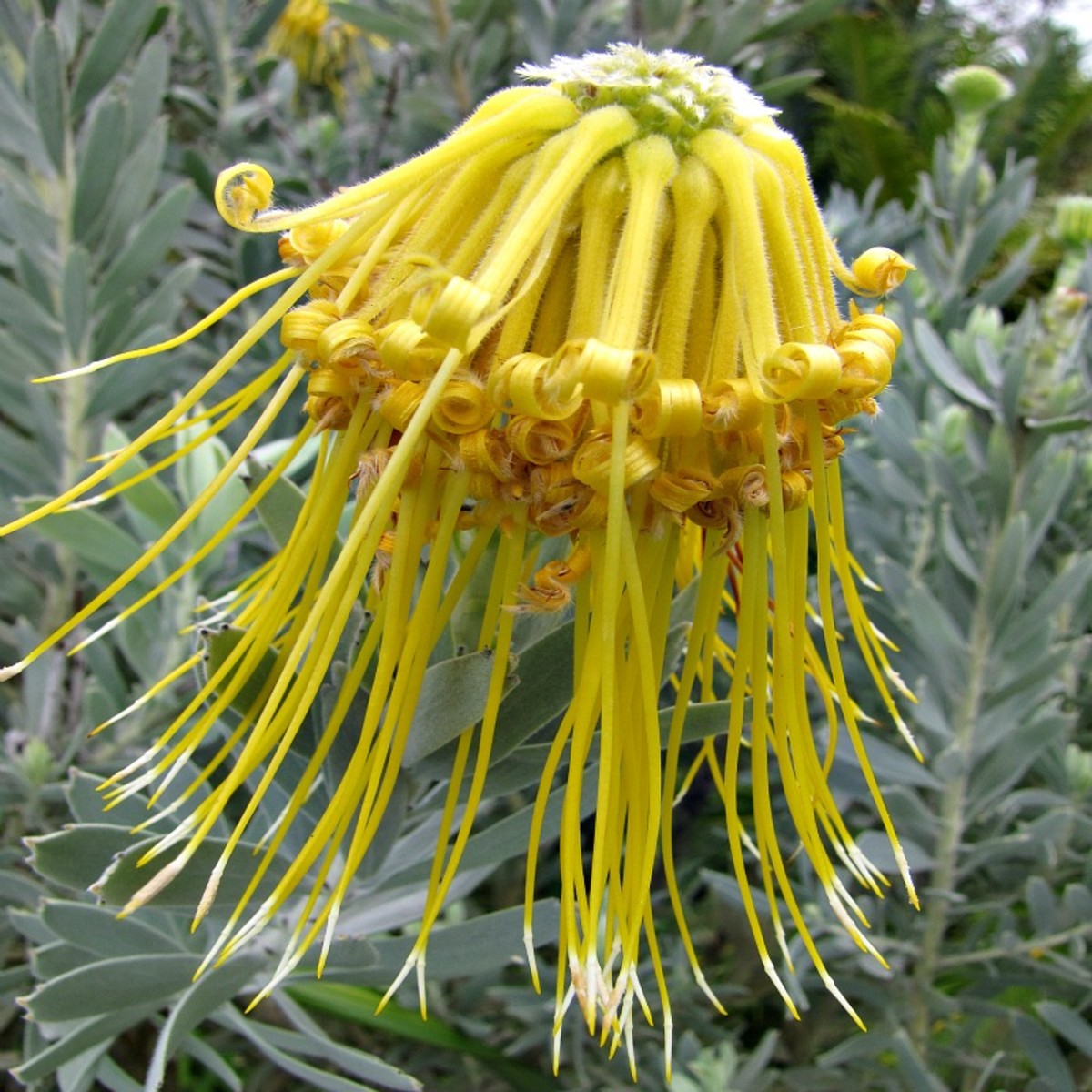 Rocket Pincushion Protea (Leucospermum Reflexum Var Luteum) 