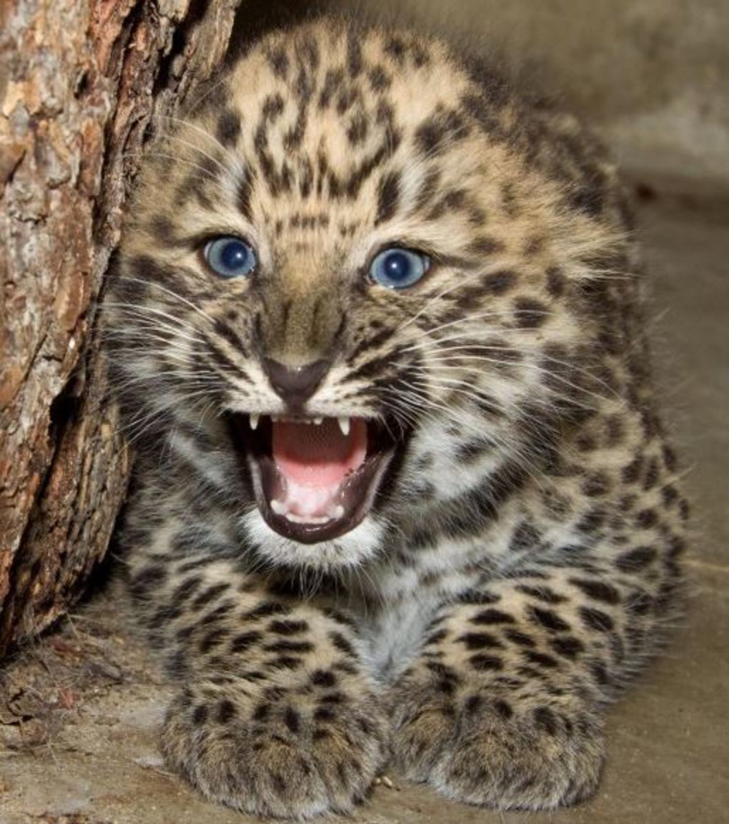 Amur leopard cub 