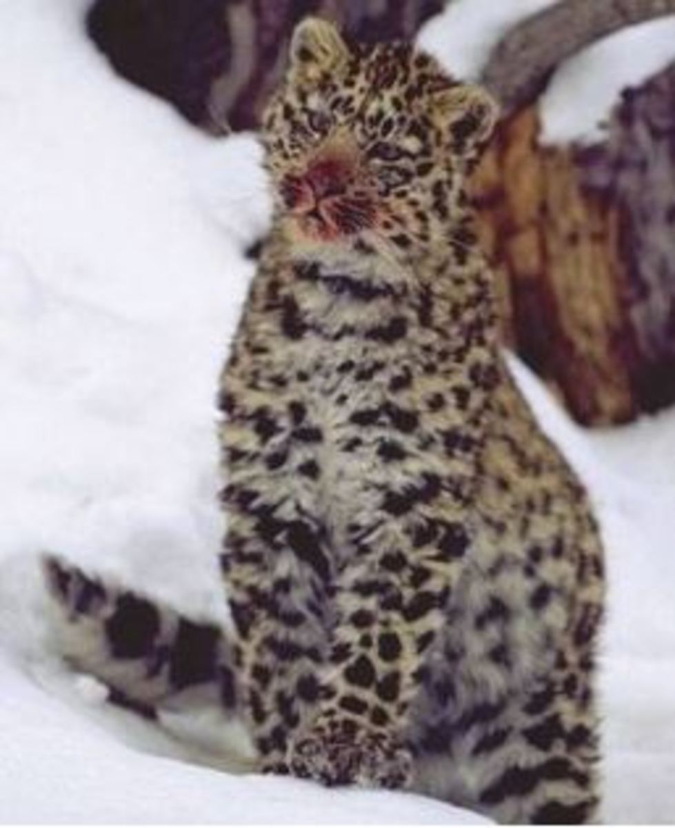 endangeredamurleopard
