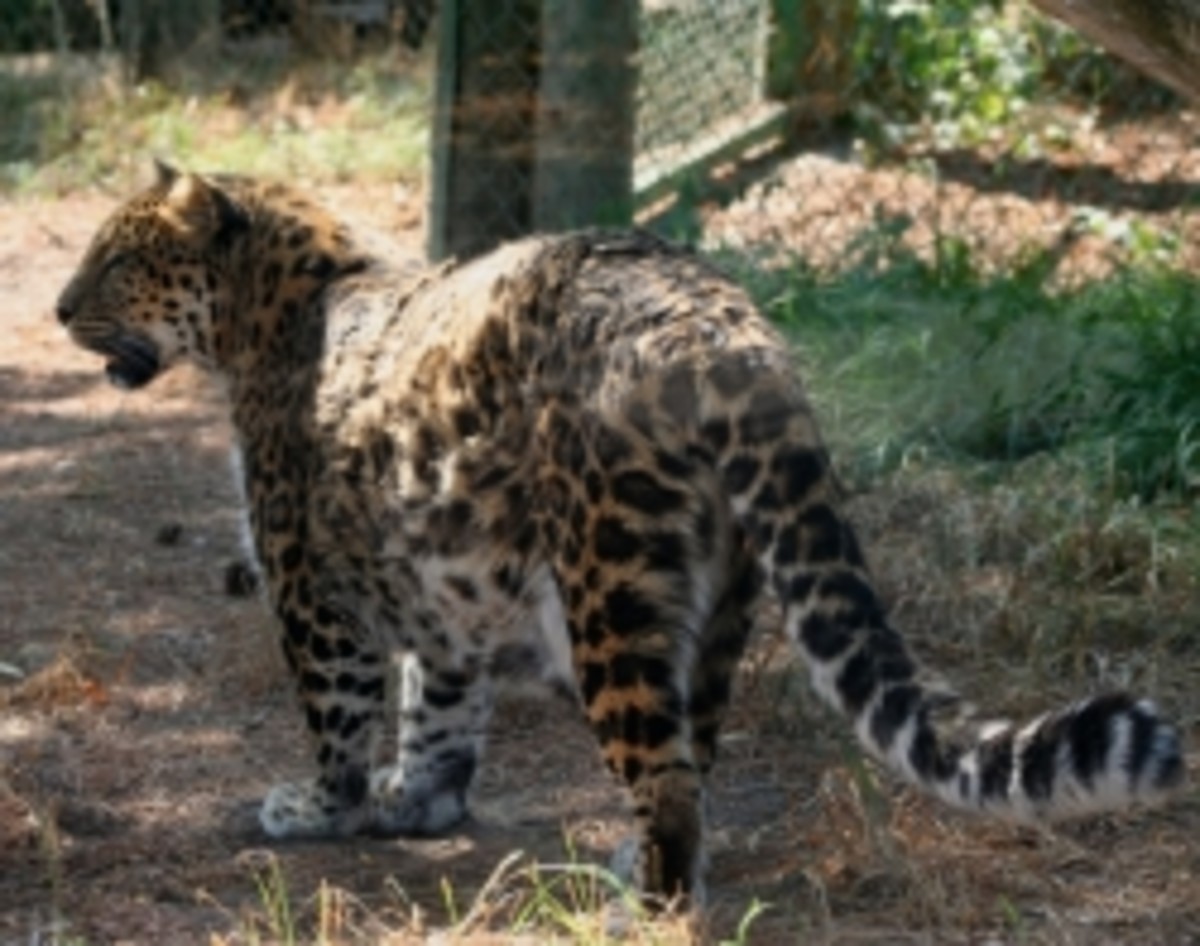 The Amur Leopard