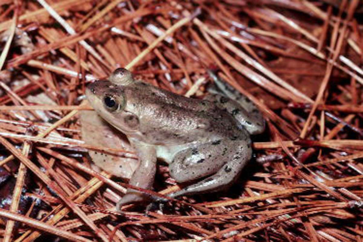 louisiana-amphibians