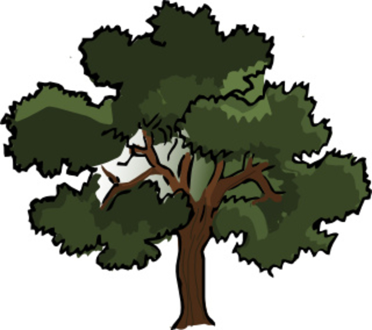 Learn about Oak Trees