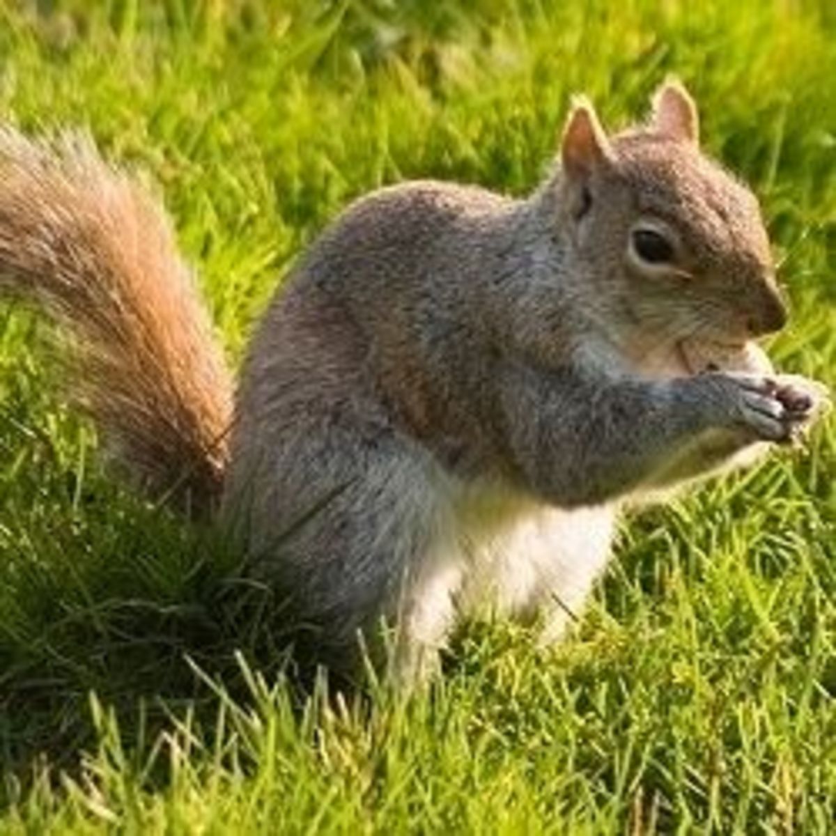 Squirrel in the Grass 