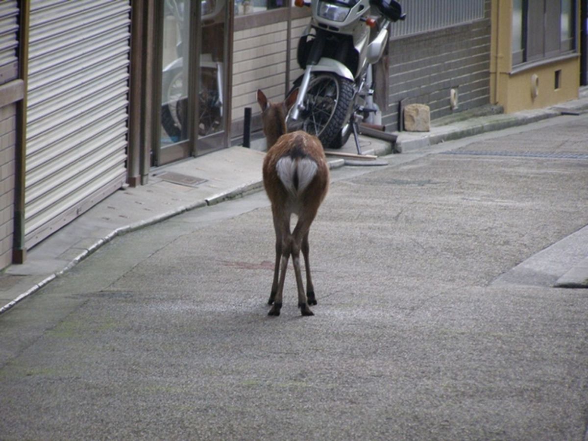 A deer flaunting its heart-shaped ass in a public place