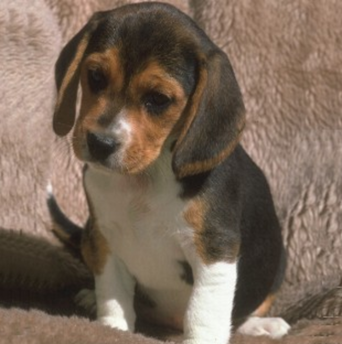 a Beagle puppy with pleading eyes