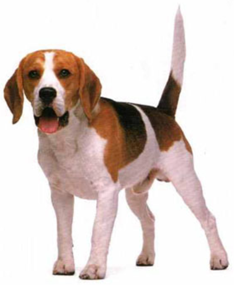 Miniature Beagles for Adoption HubPages