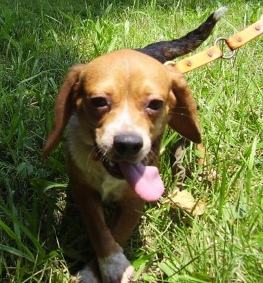 miniature-beagles-for-adoption