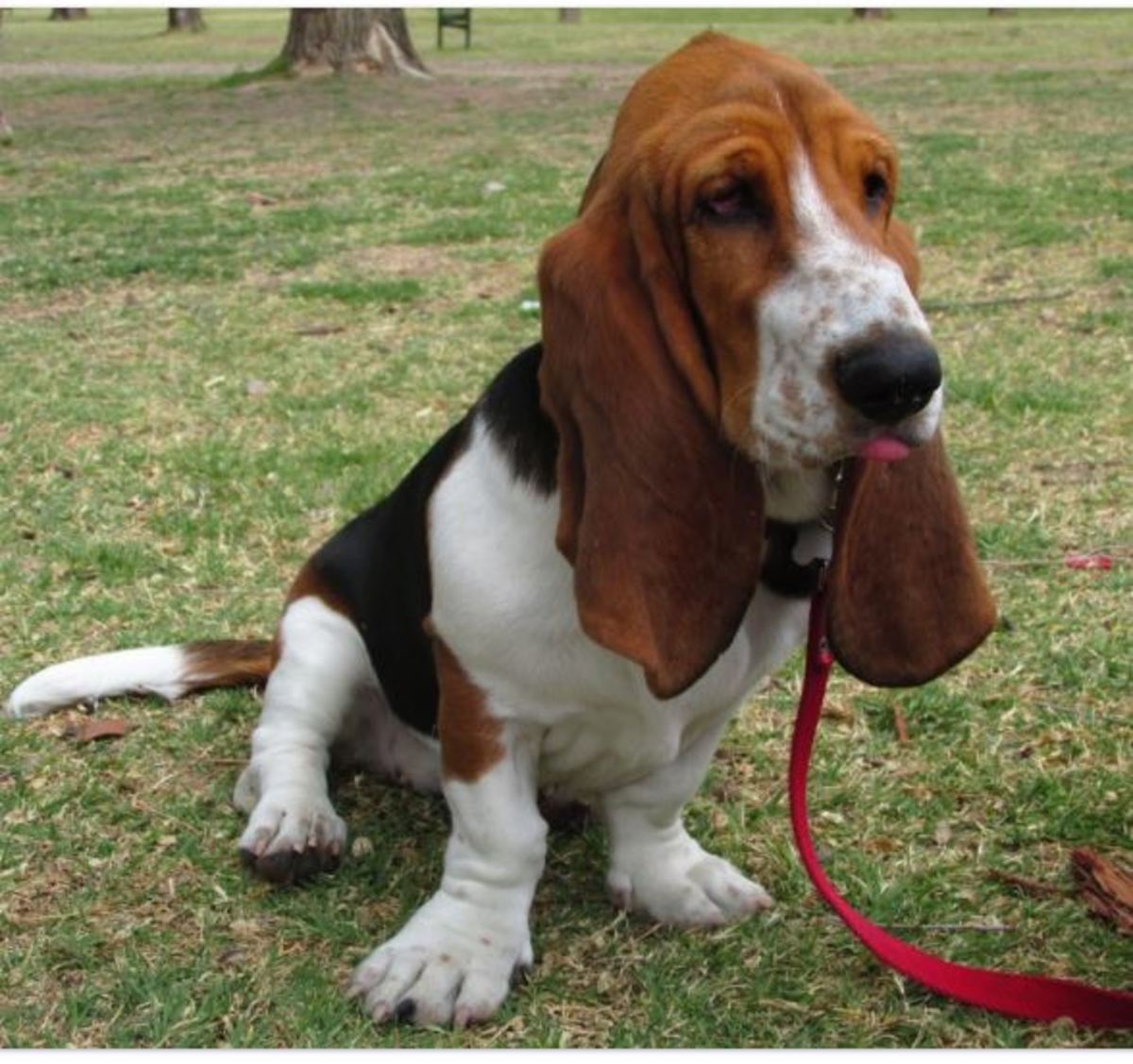 Take your basset hound on leash in the yard to potty. 