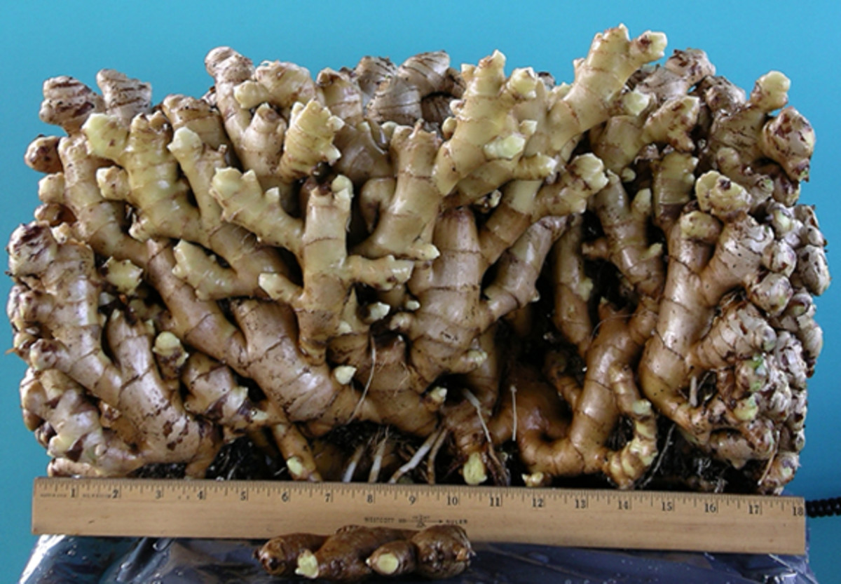 Ginger Wine Recipes HubPages