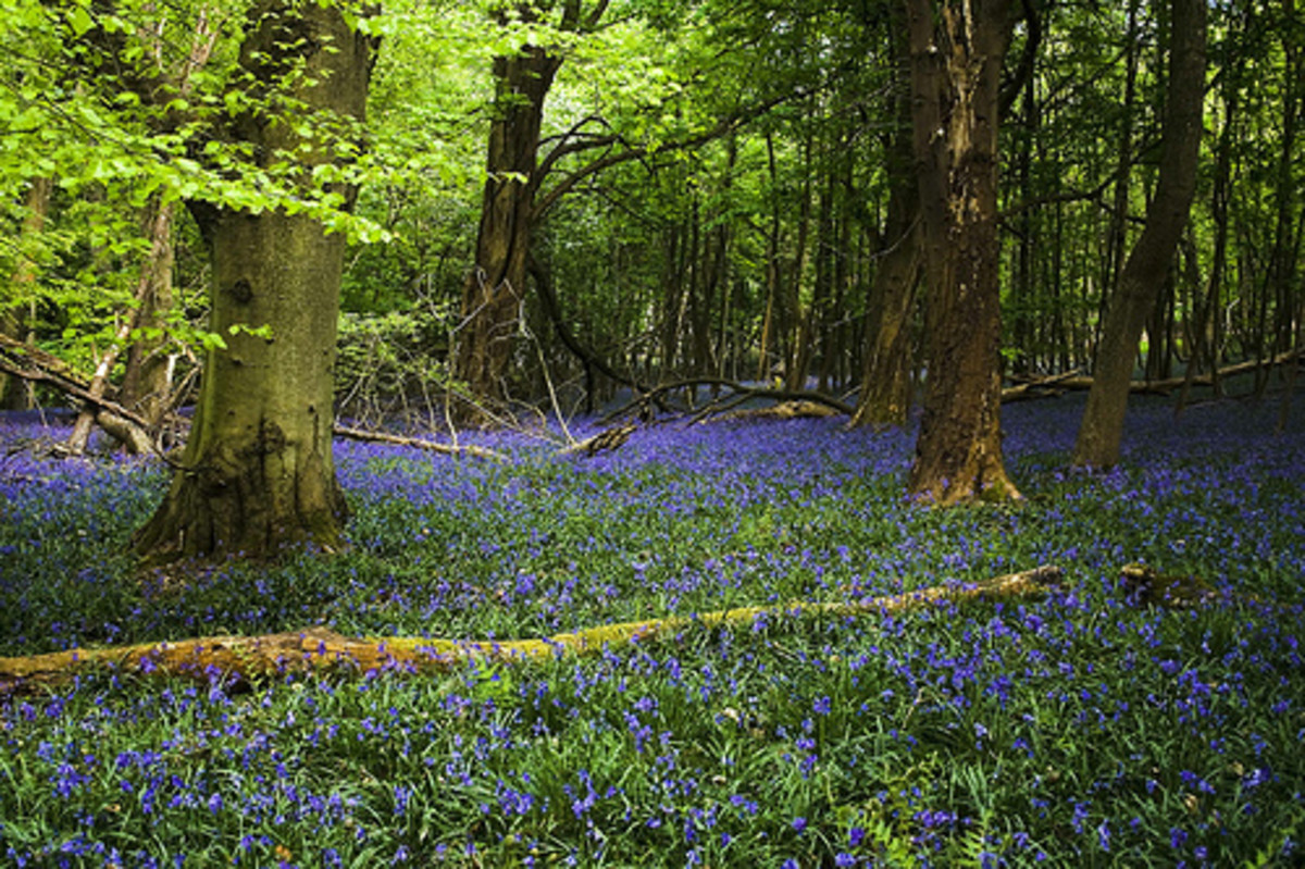 A wonderful carpet of bluebells in a wood in the Cotswolds, Glos. Copyright Nick Owen from Flickr 