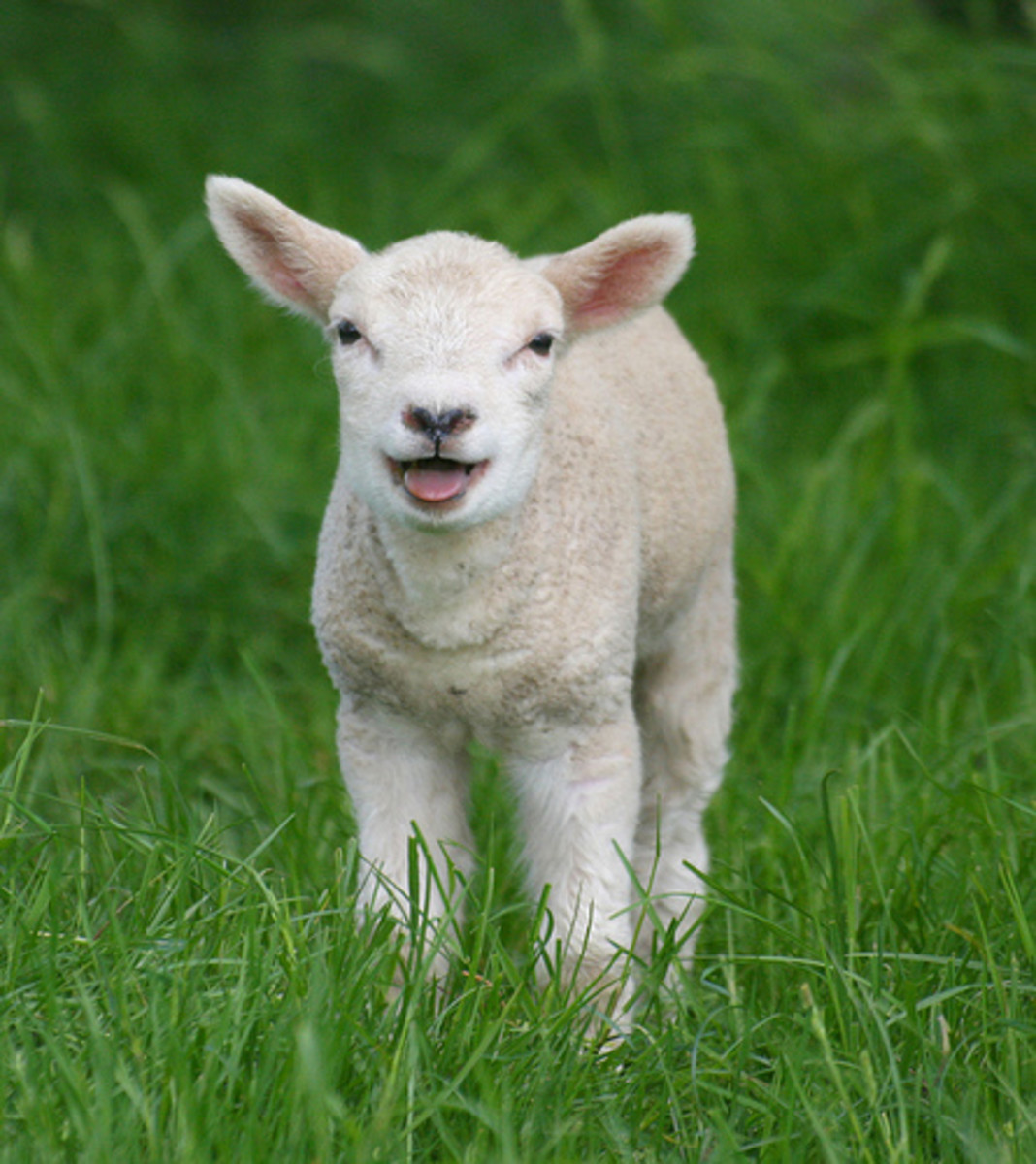 A young lamb in a field in Kent, in England. Copyright law_keven from Flickr. 