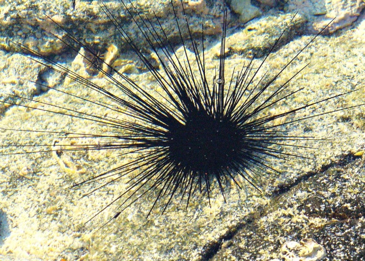 Black Spiny Sea Urchine