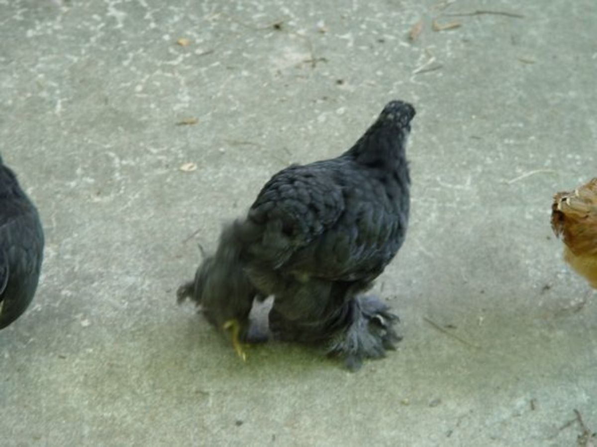 Black Cochin with Well-Feathered Feet