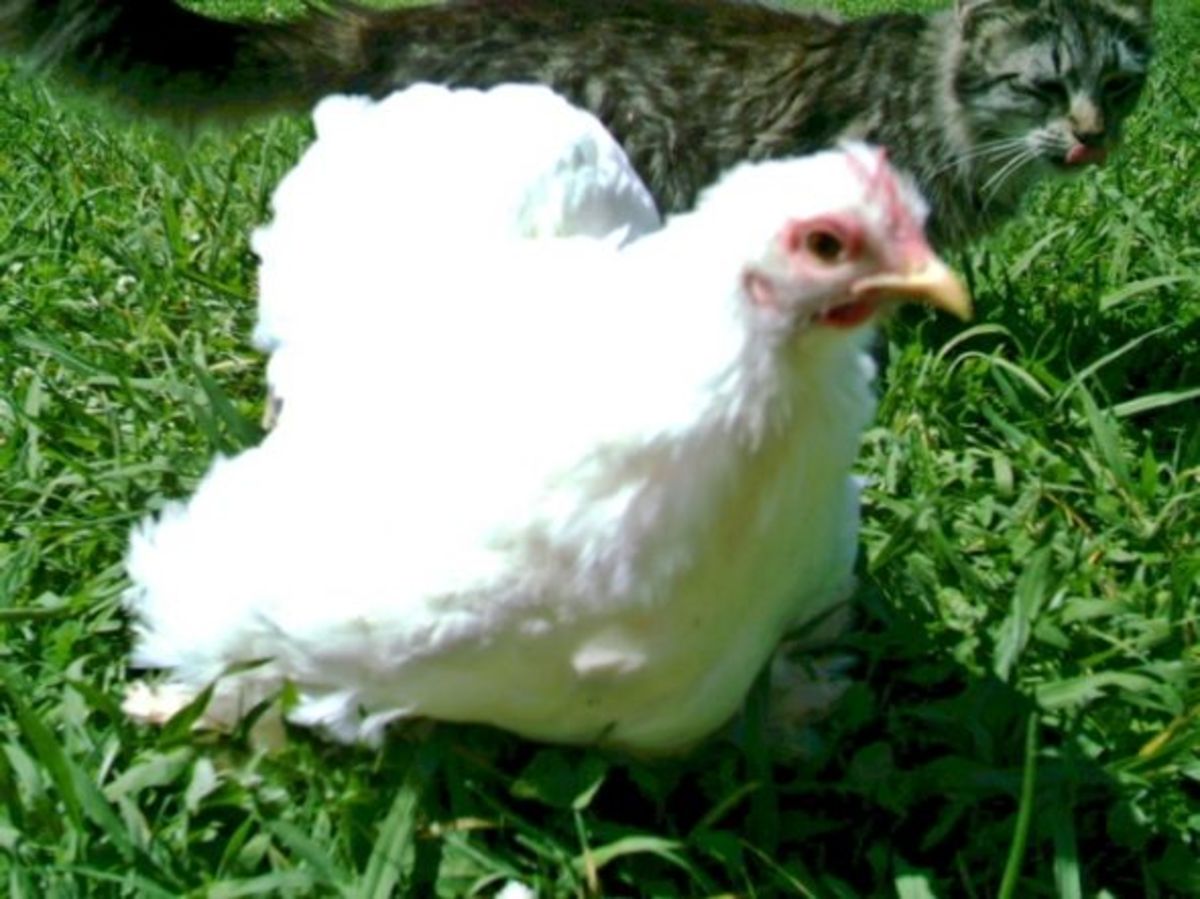 White Bantam Cochin Hen