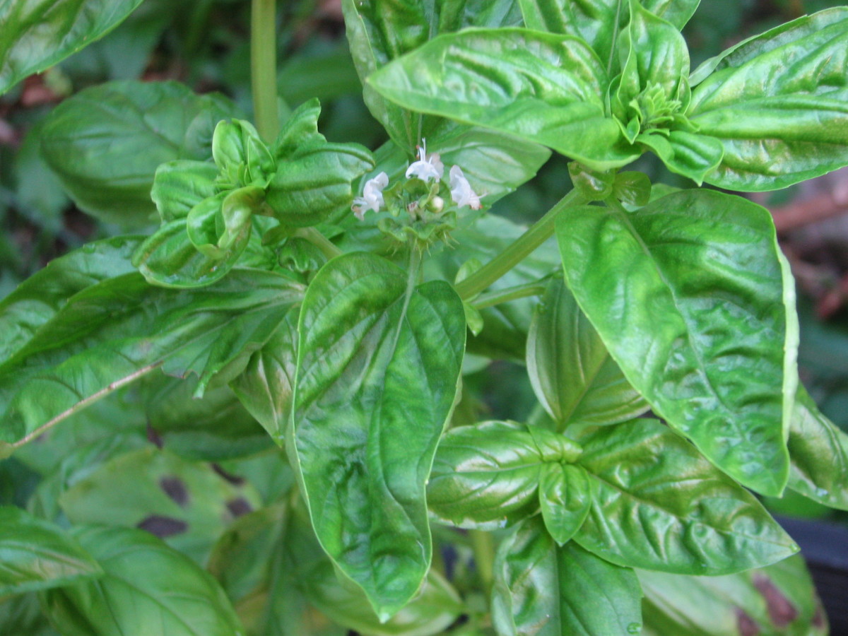 How to Grow Sweet Basil in the Tropics
