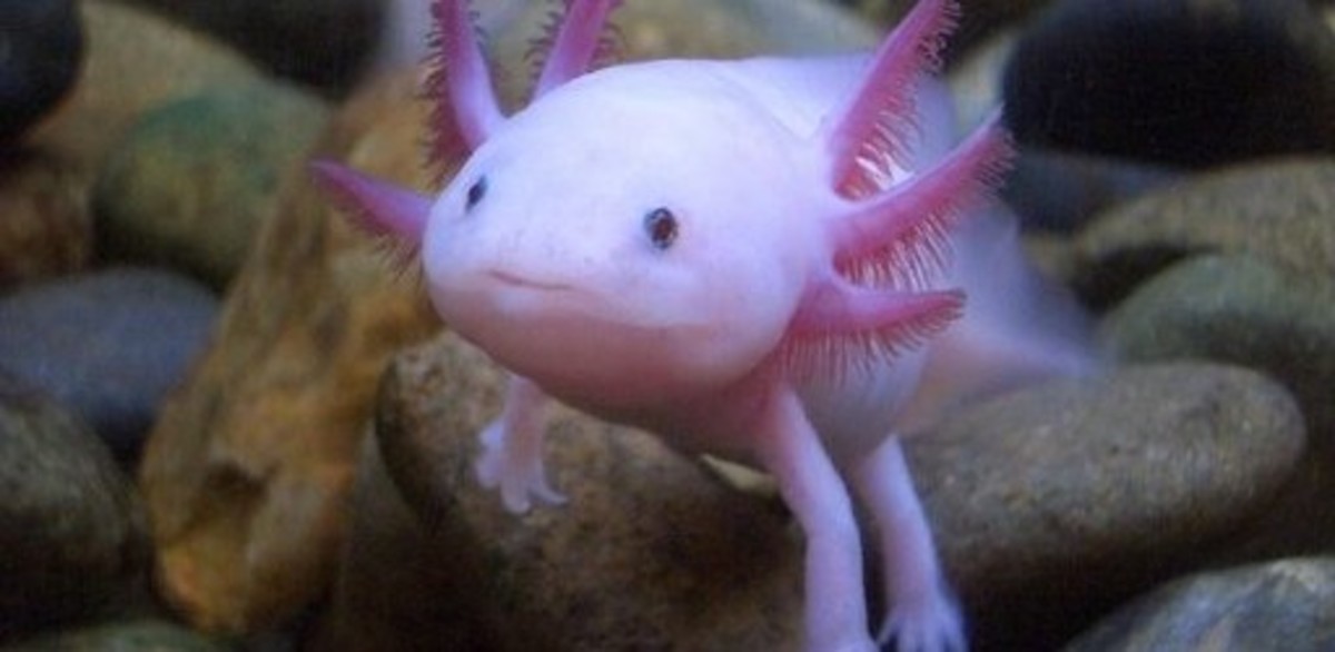 Weird Animals - the Wooper Rooper - Axolotl