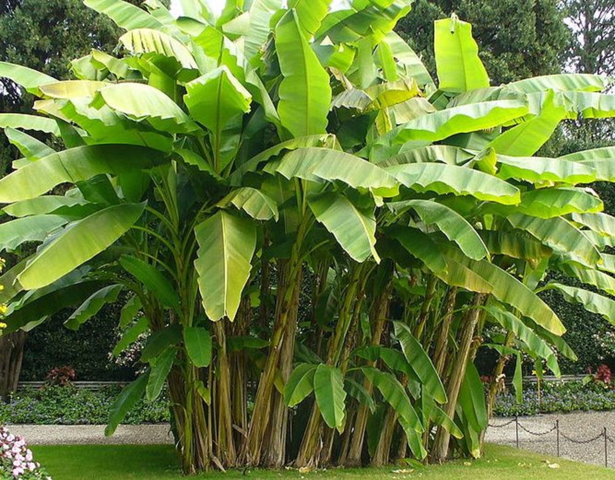 Banana Trees (Photo credit: Wikimedia Commons)