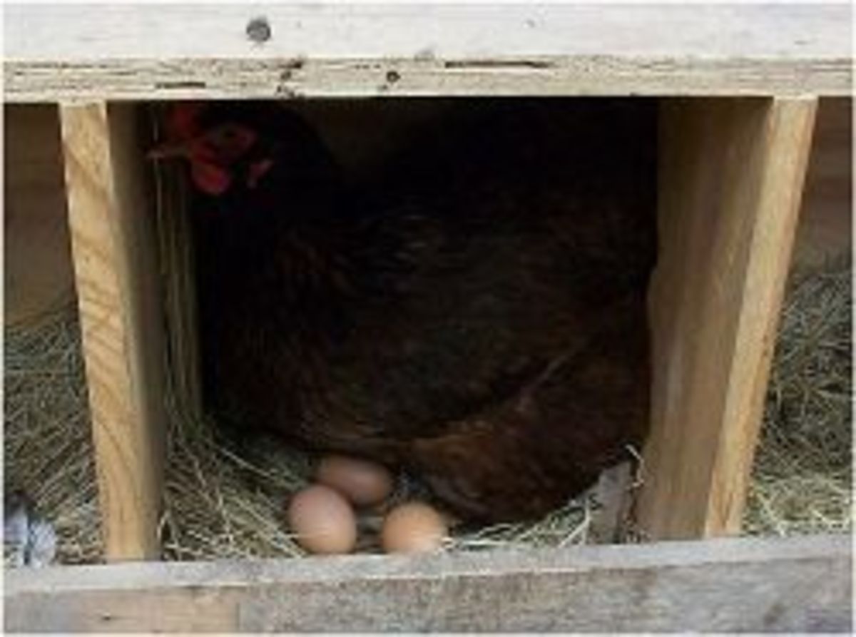 How to Tell if Your Chicken Eggs are Fertile HubPages