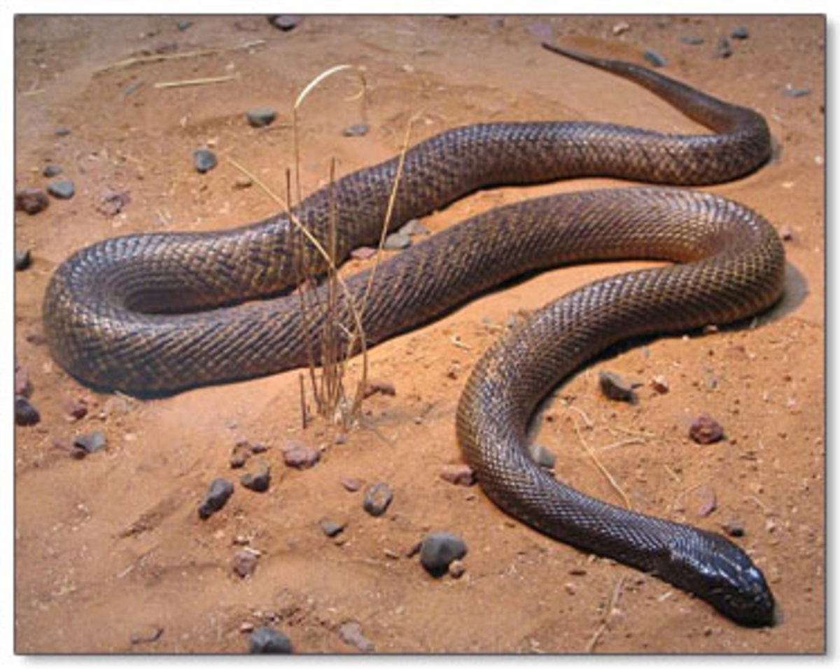 The World's Deadliest, Most Dangerous Snakes to Humans
