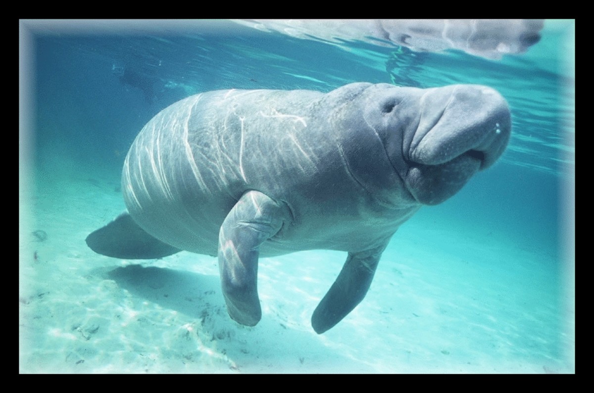 attack-of-the-killer-manatee