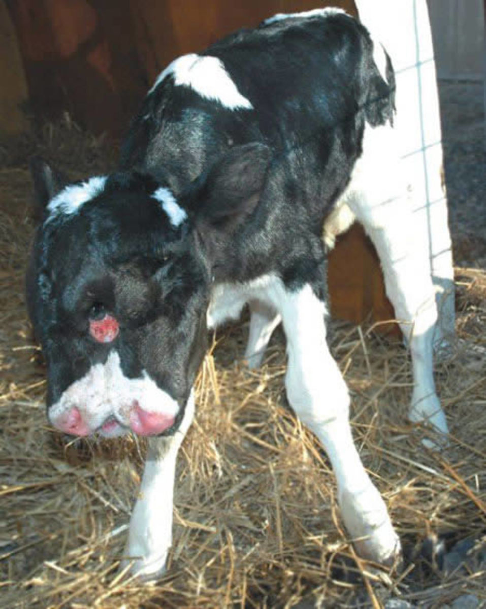 Bizarre Two Headed Cow is born and doing fine. 