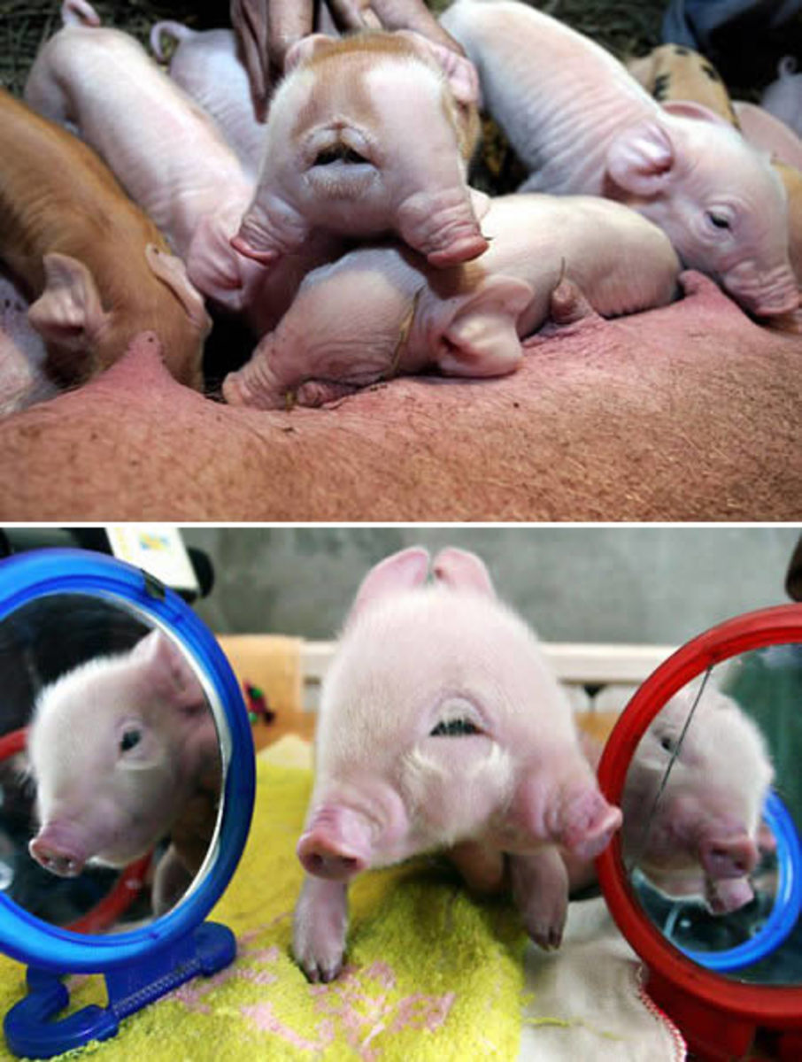 Here is another bizarre animal a two headed pig that was recently born near Greenville Mississippi. 