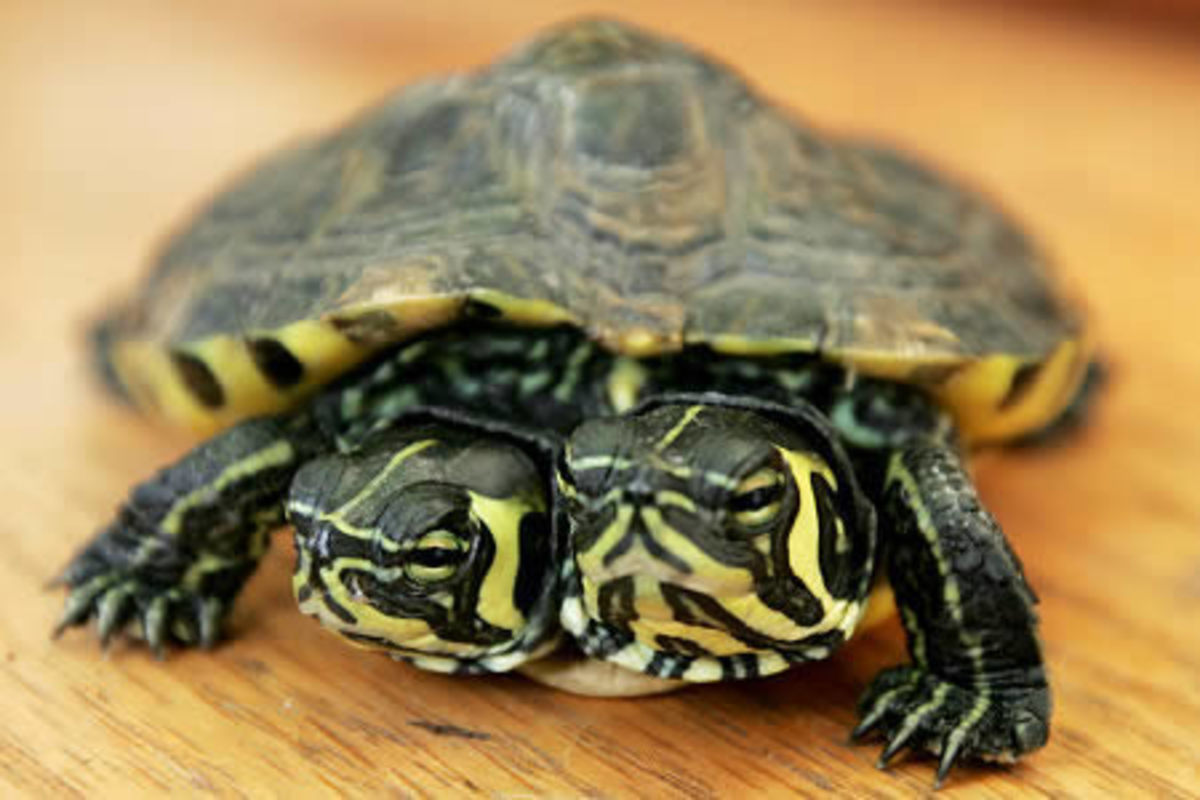 Two Headed Turtles are not as rare as you might think they are. 