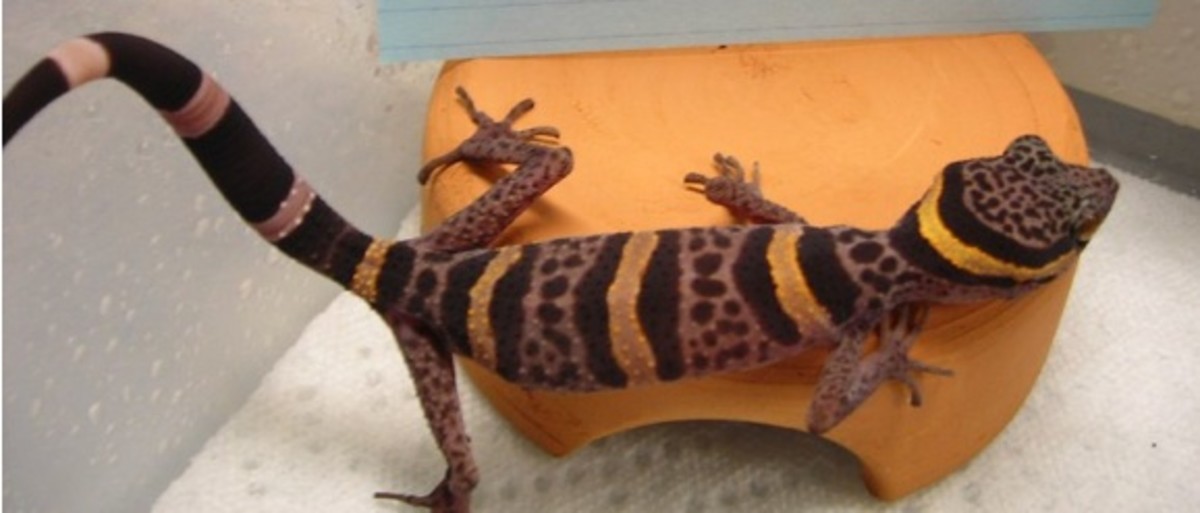 cave-geckos