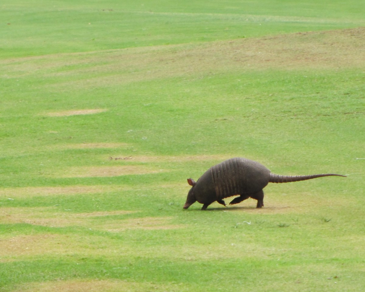 wildlife-golfcourse