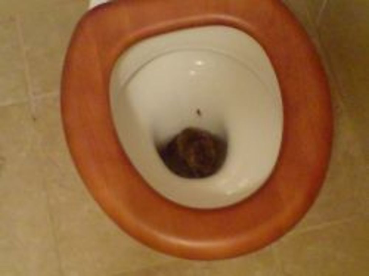 Rat in toilet 